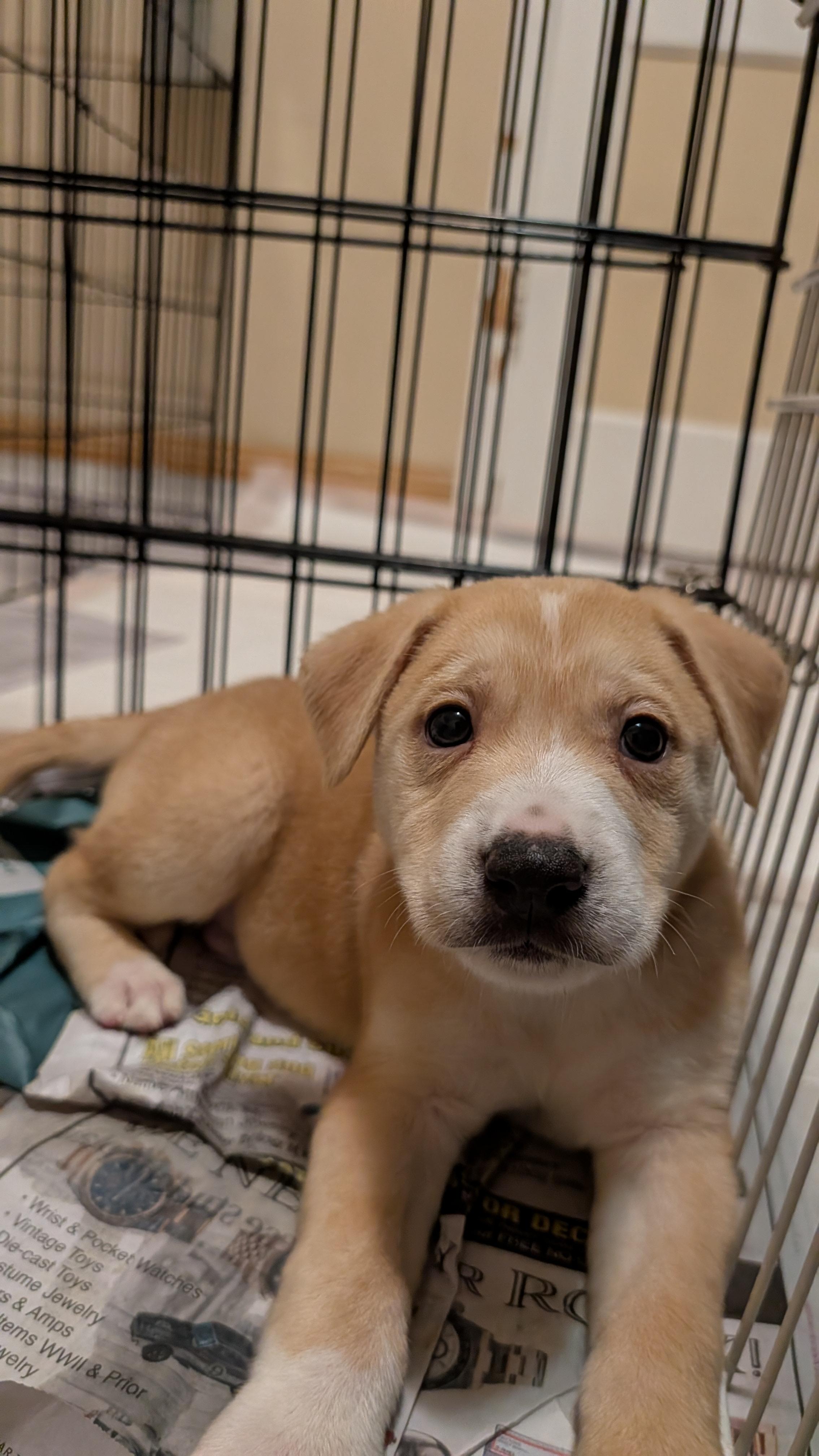 Enlarge Snickerdoodle, an adoptable mixed breed in Minneapolis, MN image 4/6