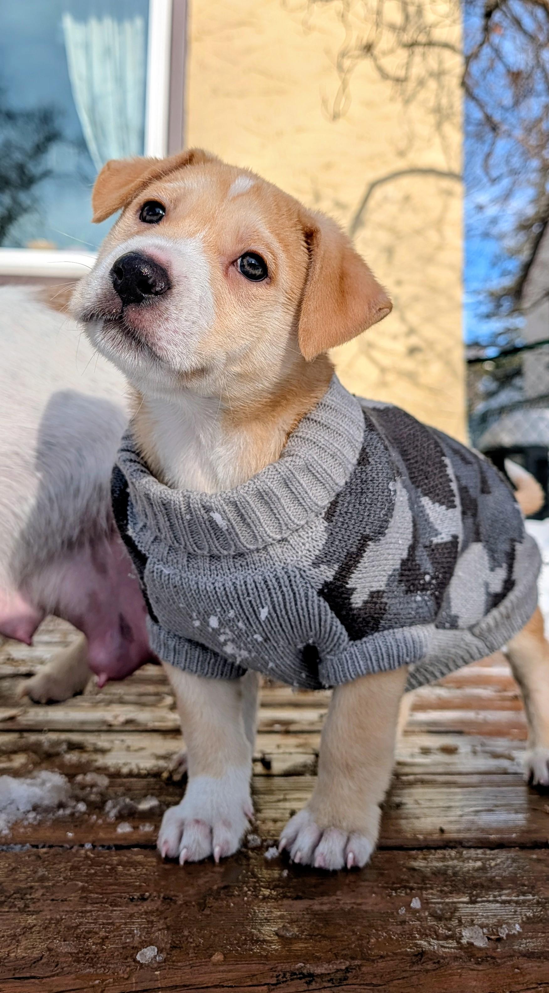 Enlarge Snickerdoodle, an adoptable mixed breed in Minneapolis, MN image 5/6