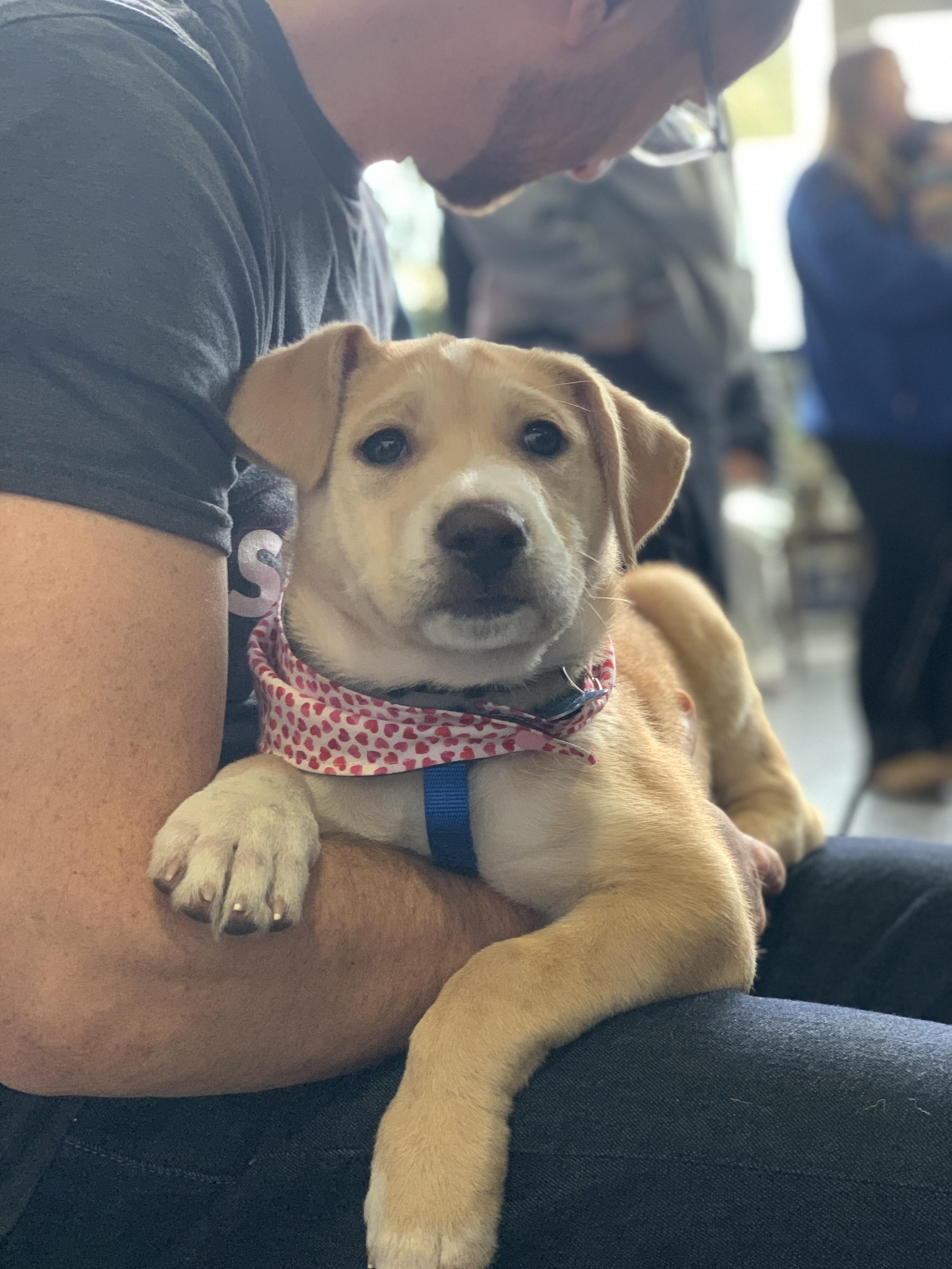 Snickerdoodle, adoptable, Puppy Male Terrier & Retriever.