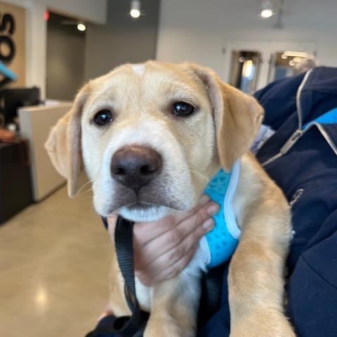 Enlarge Snickerdoodle, an adopted mixed breed in Minneapolis, MN image 6/6