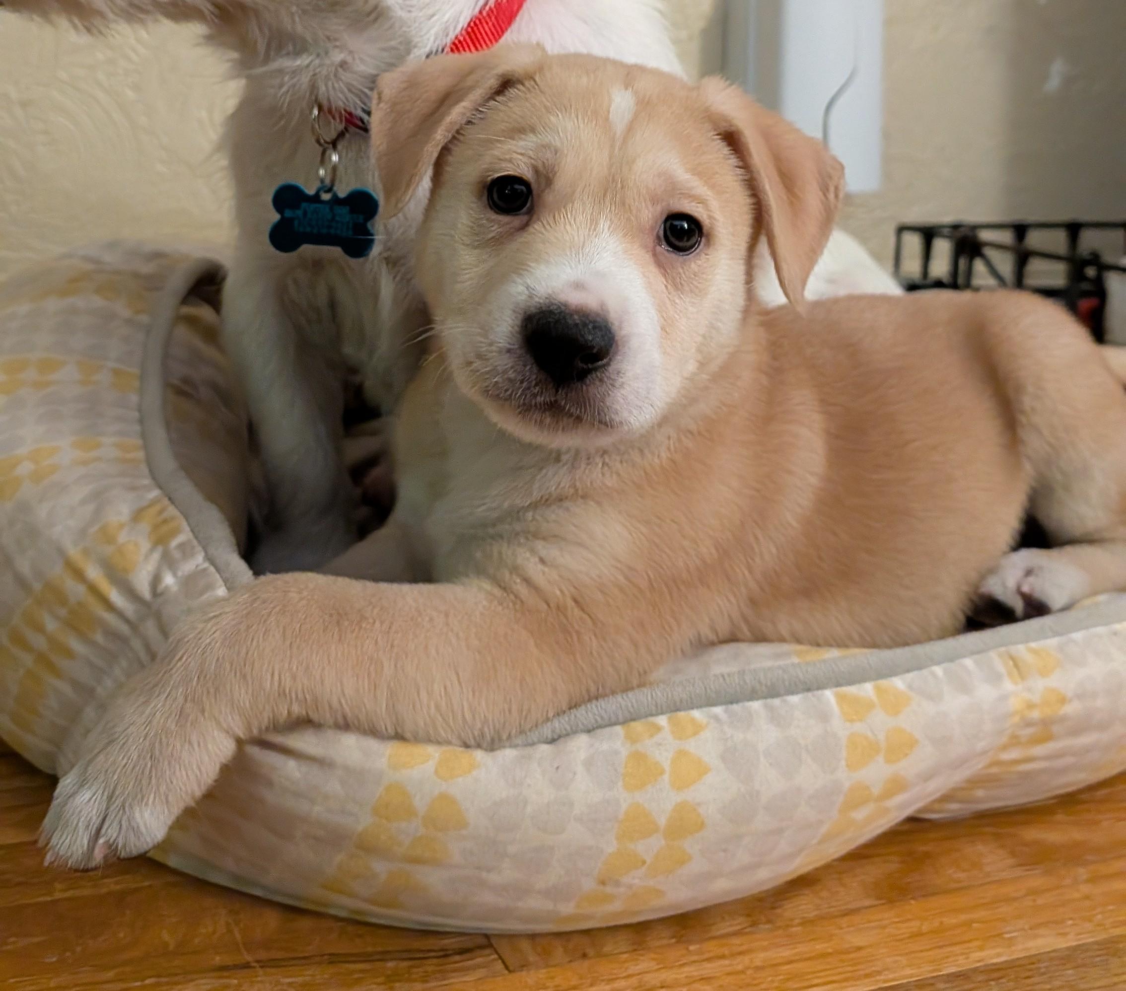 Enlarge Snickerdoodle, an adoptable mixed breed in Minneapolis, MN image 6/6