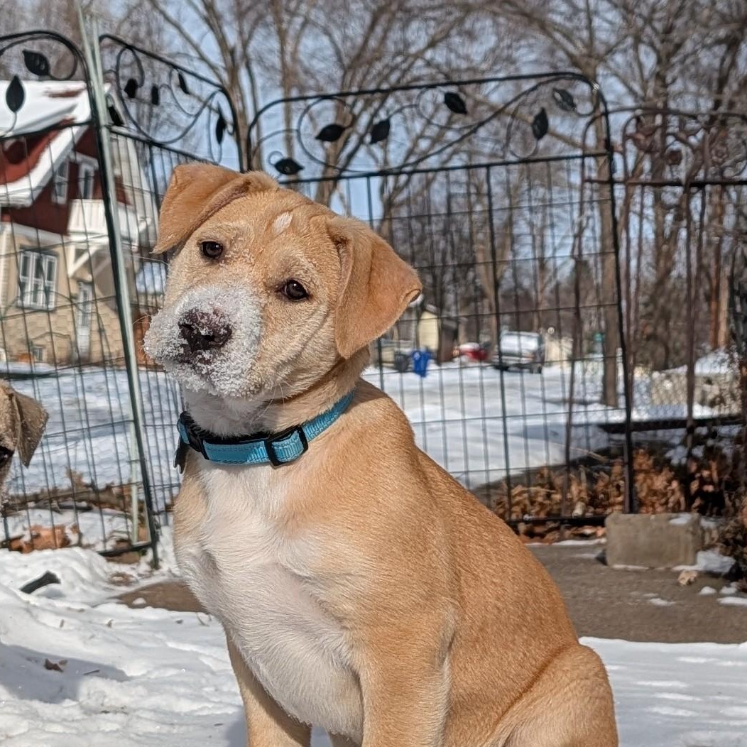 Enlarge Snickerdoodle, an adopted mixed breed in Minneapolis, MN image 2/6