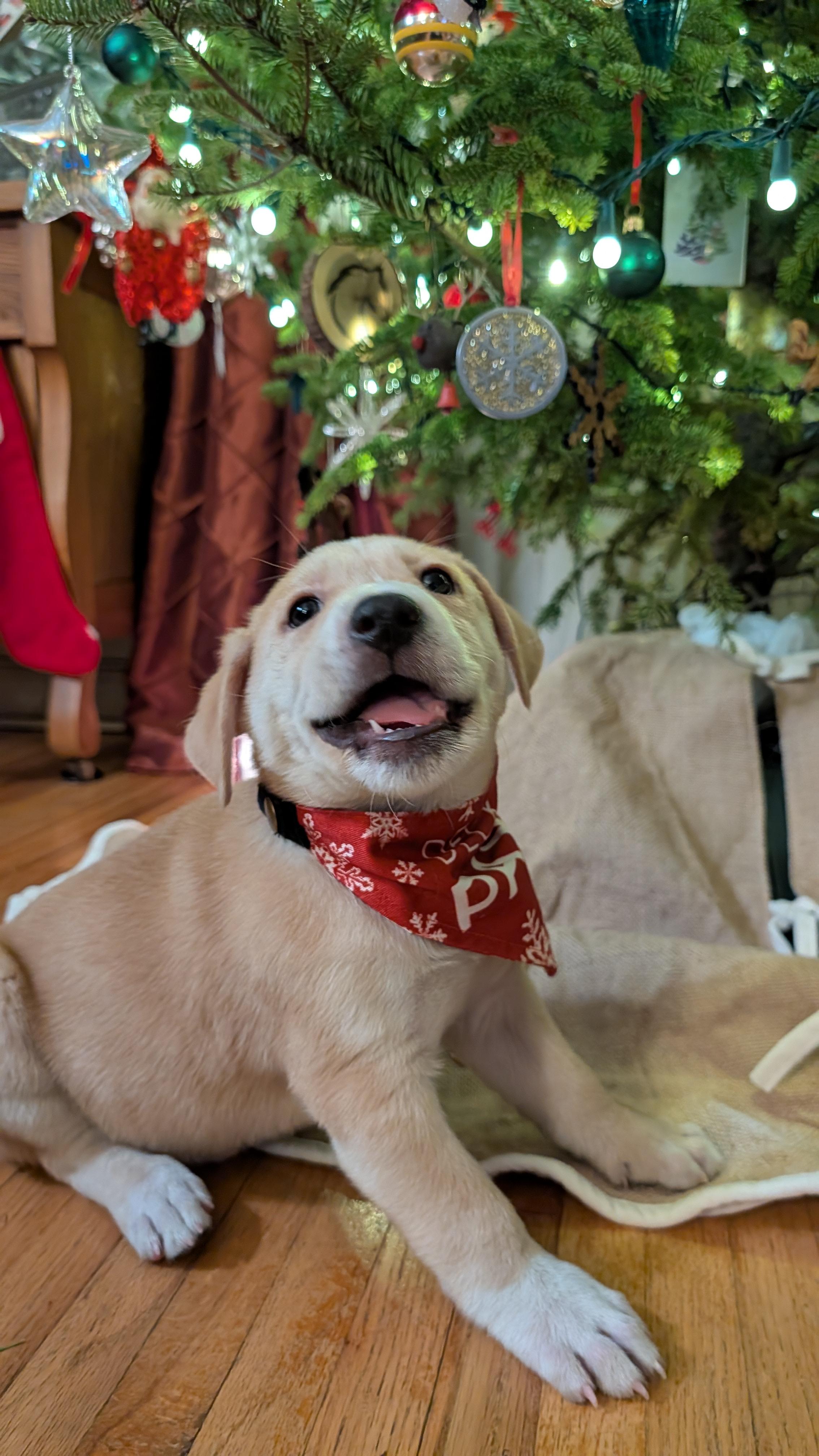 Enlarge Snickerdoodle, an adoptable mixed breed in Minneapolis, MN image 1/6