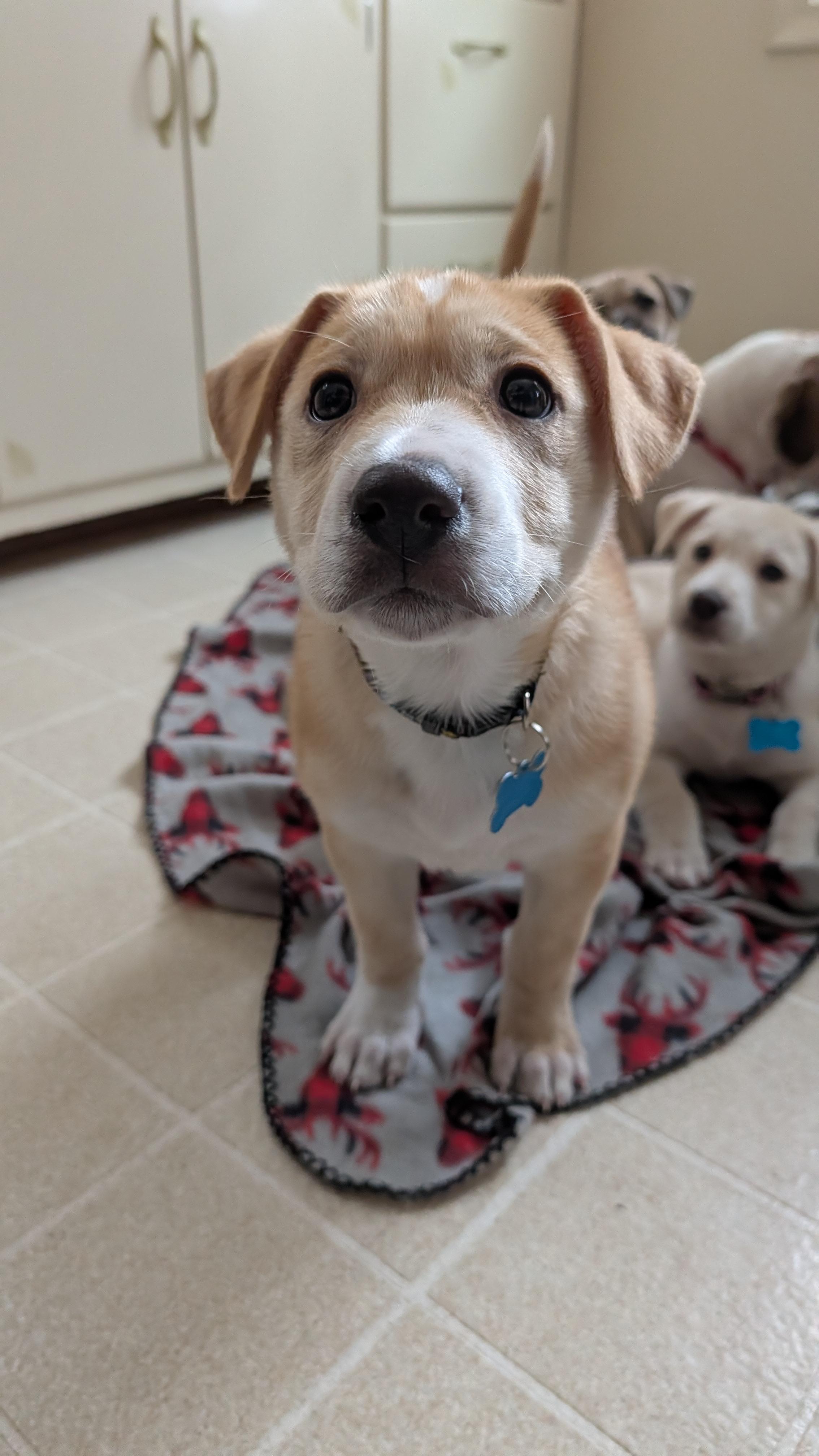 Enlarge Snickerdoodle, an adoptable mixed breed in Minneapolis, MN image 5/6