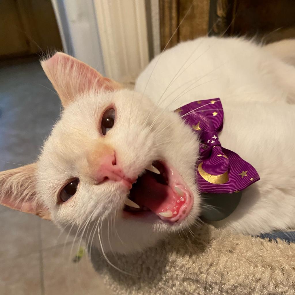 Jeffrey — thumbnail 2