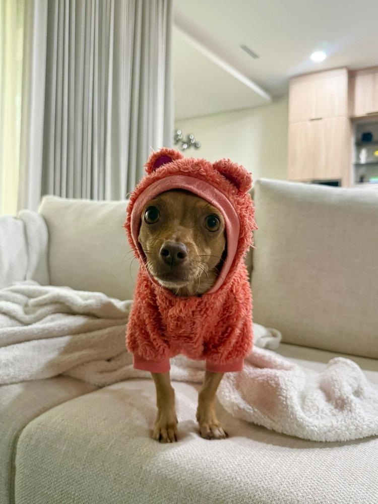 Toffee, Adoptable, Young Female Chihuahua & Mixed Breed.
