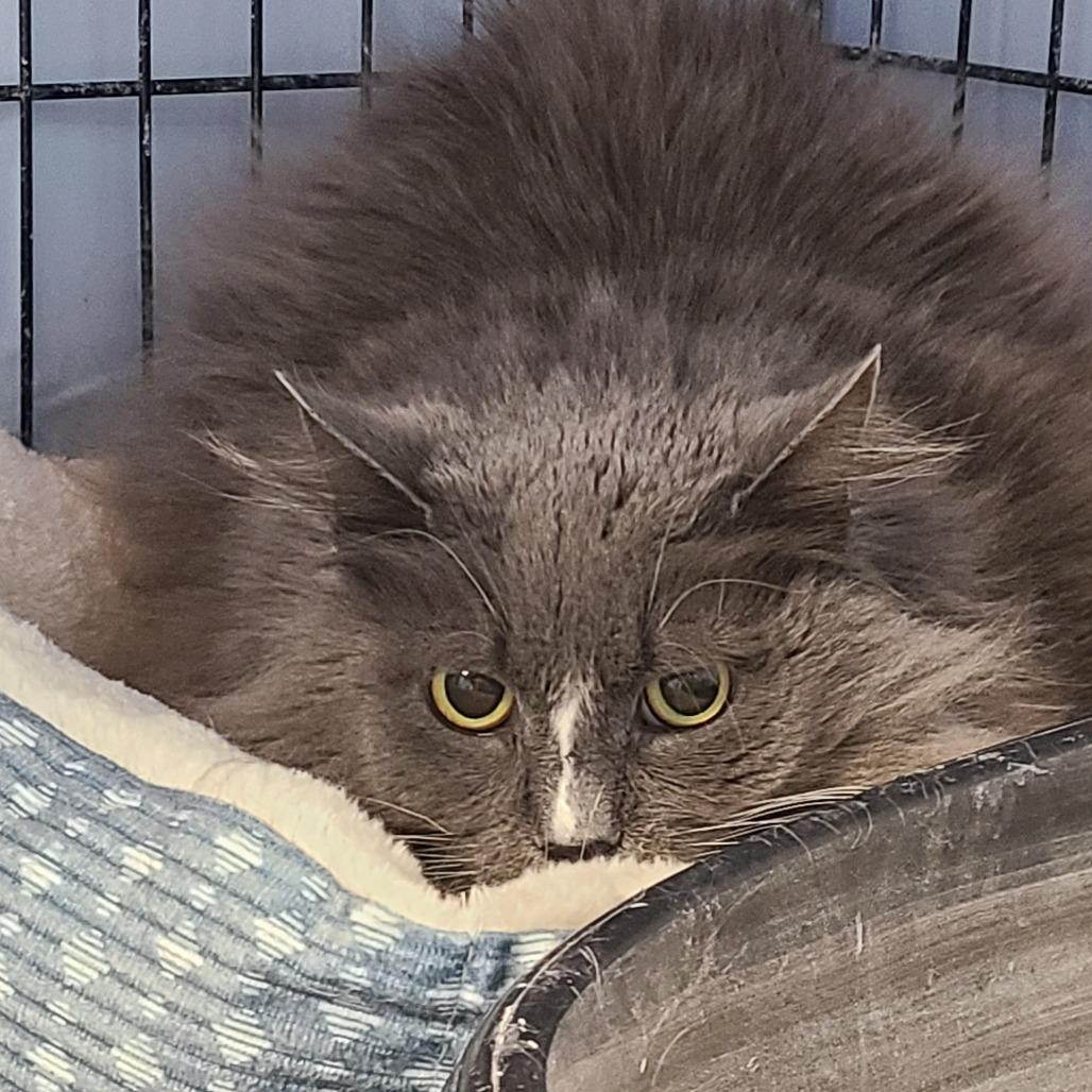 Enlarge Ms.Waffle, a Adoptable Domestic Long Hair in Frederick, MD image 1/1