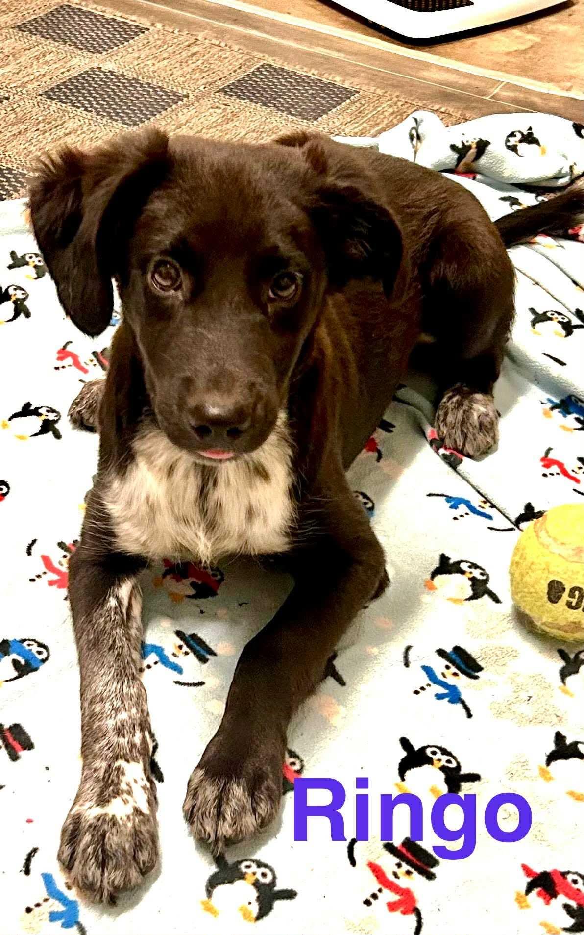 Ringo