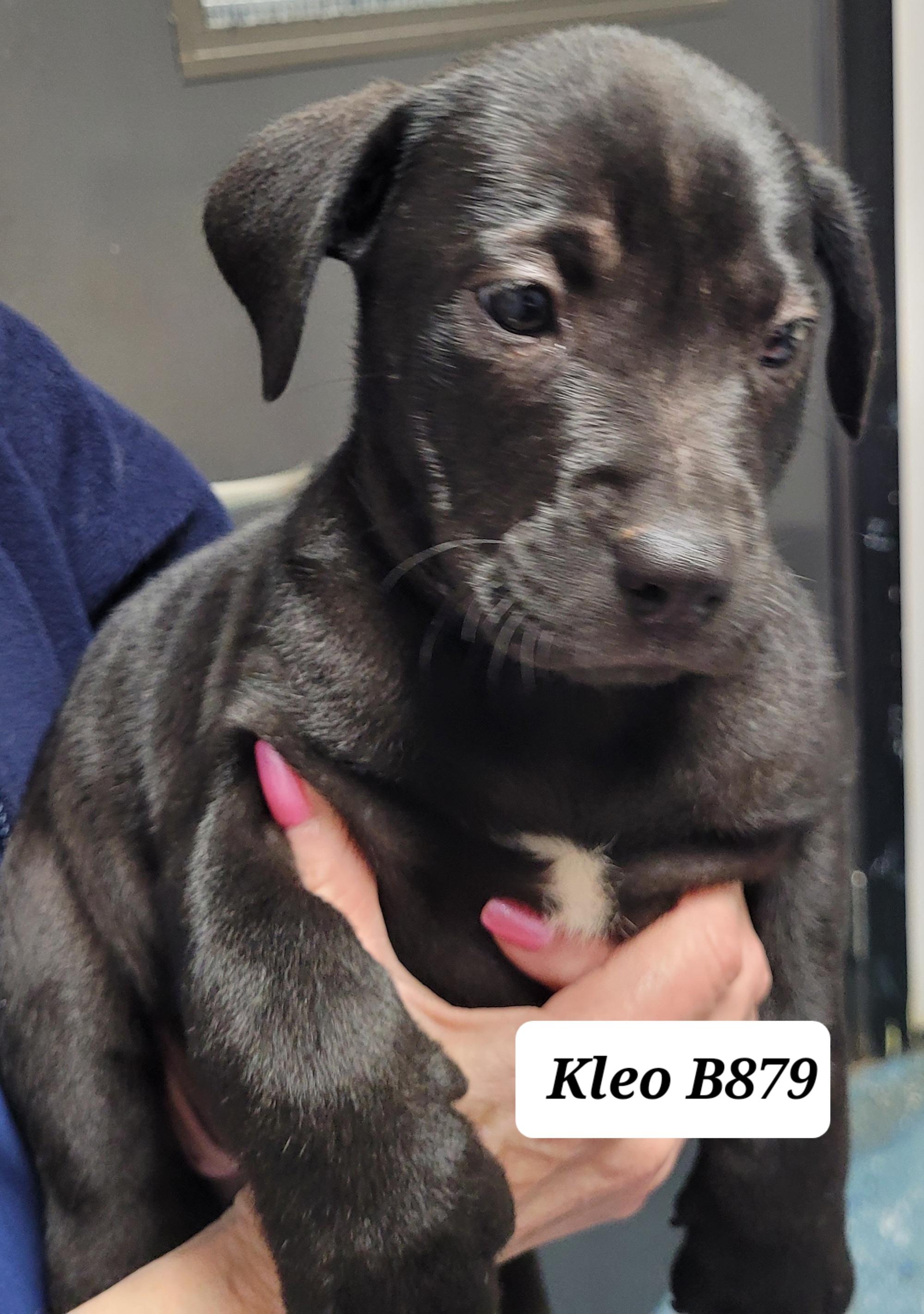 Enlarge Kleo, a ADOPTABLE mixed breed in Morganton, NC image 1/1