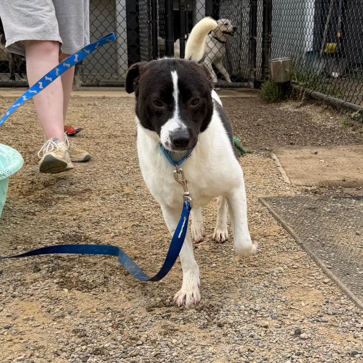 Melvin, Adoptable, Adult Male Terrier & Mixed Breed.
