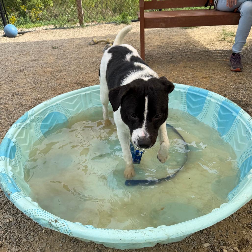 Enlarge Melvin, a Adoptable mixed breed in Columbia Station, OH image 2/6