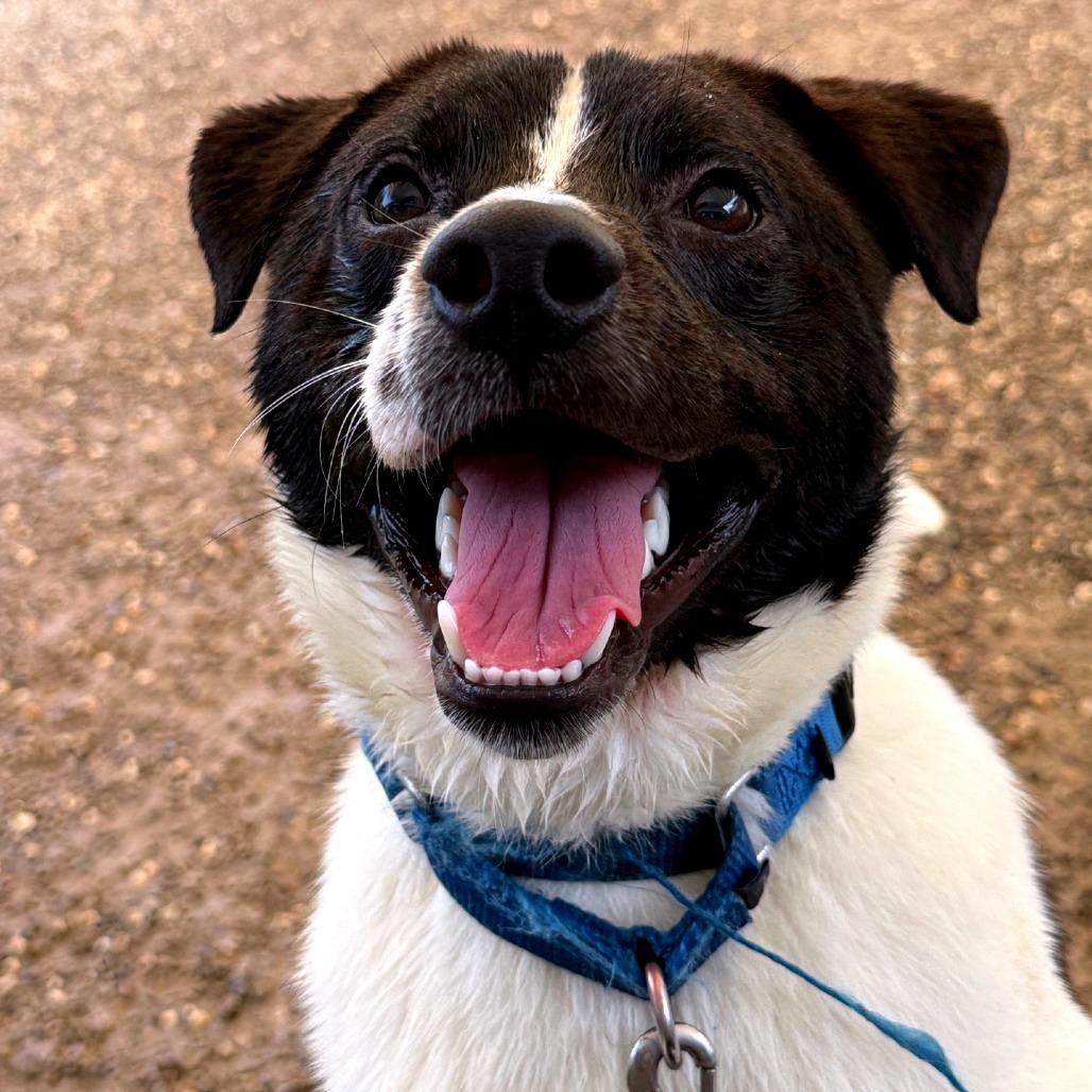 Enlarge Melvin, a Adoptable mixed breed in Columbia Station, OH image 3/6
