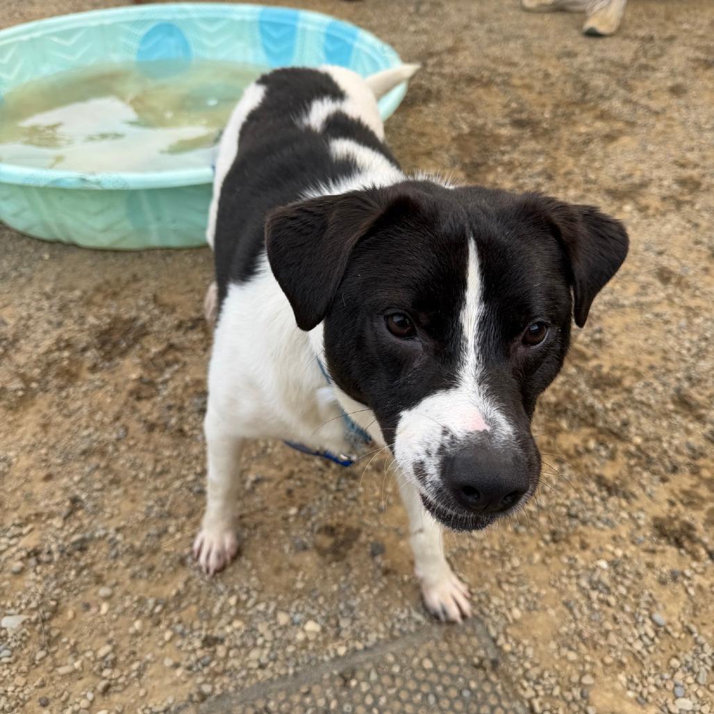 Enlarge Melvin, a Adoptable mixed breed in Columbia Station, OH image 4/6
