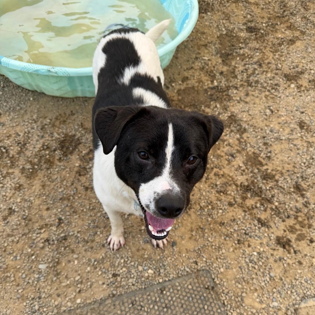 Enlarge Melvin, a Adoptable mixed breed in Columbia Station, OH image 5/6