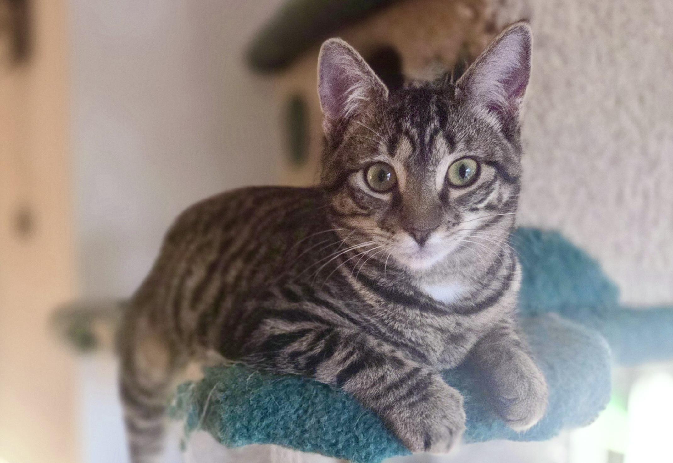 Enlarge Fruity Pebbles , a ADOPTABLE Domestic Short Hair in Woodbridge, VA image 1/3