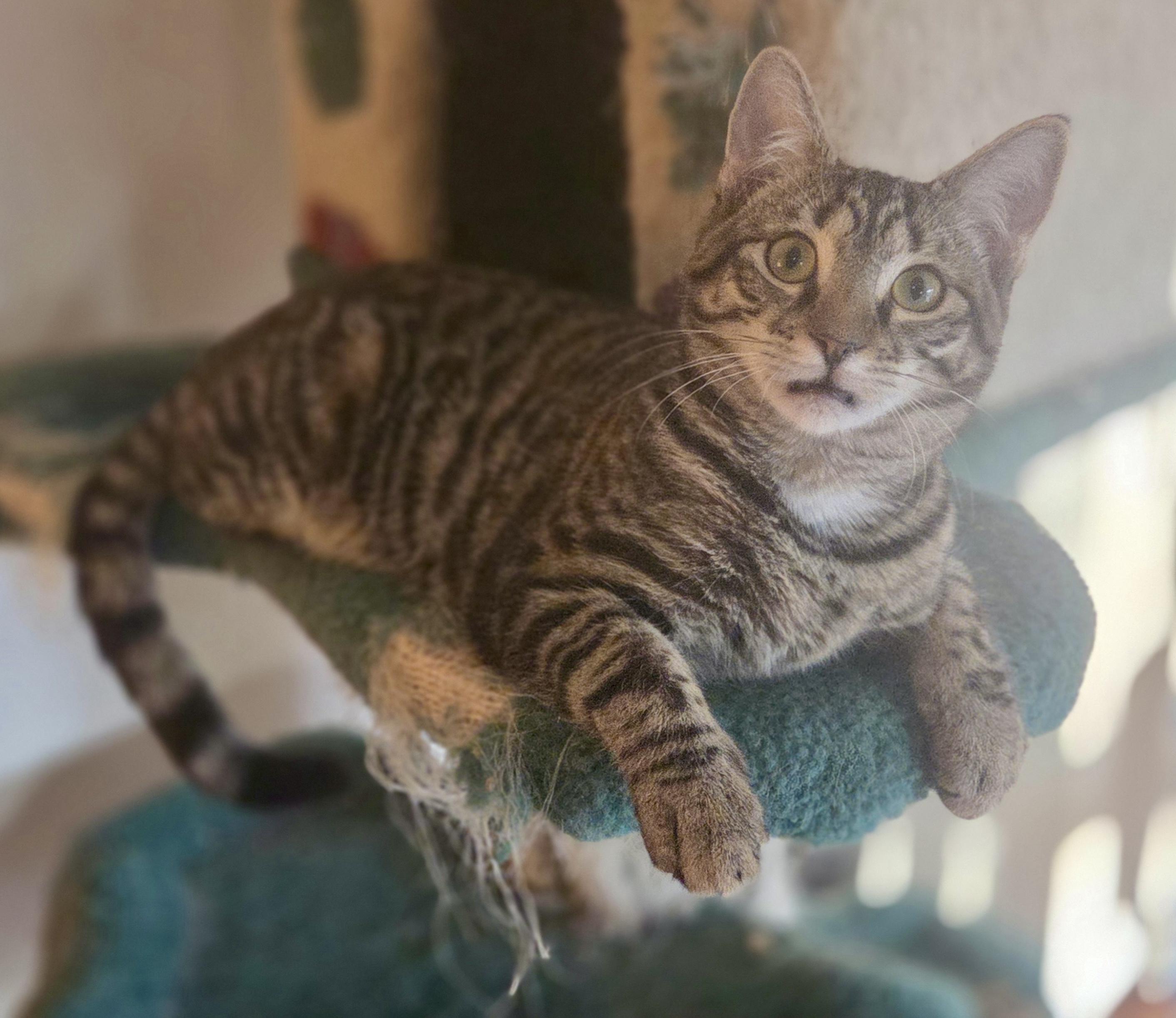 Enlarge Fruity Pebbles , a ADOPTABLE Domestic Short Hair in Woodbridge, VA image 2/3