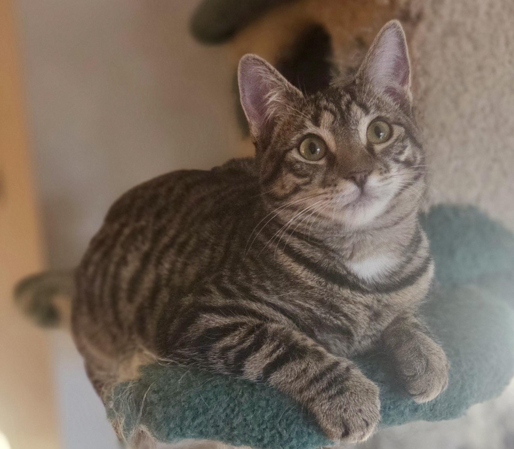 Enlarge Fruity Pebbles , a ADOPTABLE Domestic Short Hair in Woodbridge, VA image 3/3