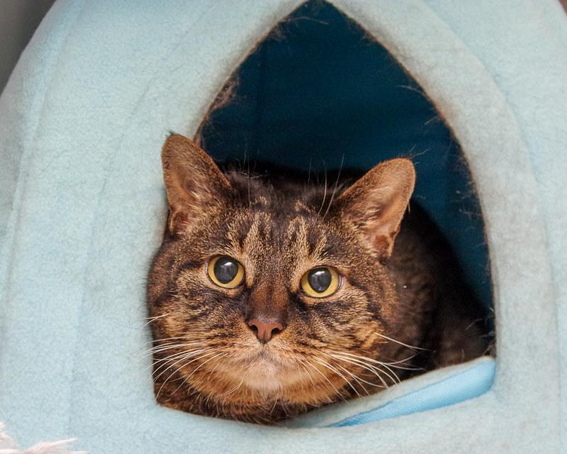 Estella, a Adoptable Domestic Short Hair in Scituate, MA image 2/2