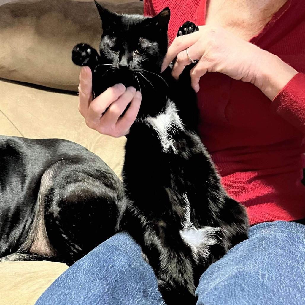 Shiru, Adoptable, Young Female Domestic Short Hair & Domestic Short Hair.