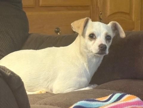 Enlarge Mollie, a Adoptable Chihuahua in Rochester, MN image 2/5
