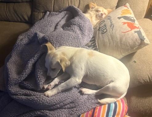 Enlarge Mollie, a Adoptable Chihuahua in Rochester, MN image 3/5