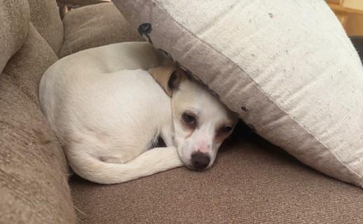 Enlarge Mollie, a Adoptable Chihuahua in Rochester, MN image 1/5