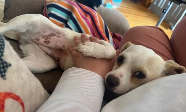 Enlarge Mollie, a Adoptable Chihuahua in Rochester, MN image 4/5