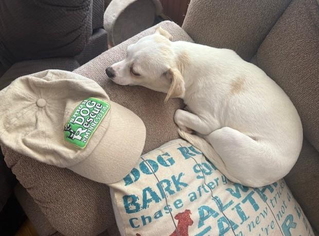 Enlarge Mollie, a Adoptable Chihuahua in Rochester, MN image 5/5