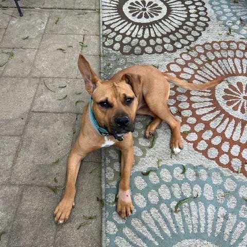 Rue, Adoptable, Adult Female Black Mouth Cur & Terrier.