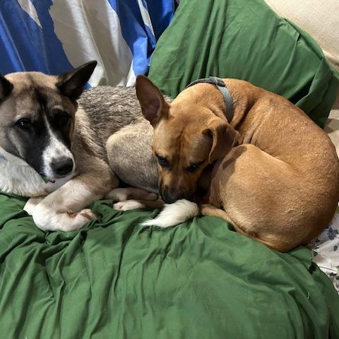 Rue, Adoptable, Adult Female Black Mouth Cur & Terrier.