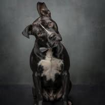 Enlarge Chase, a Adoptable mixed breed in Cullman, AL image 1/5