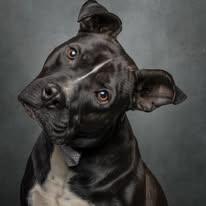 Enlarge Chase, a Adoptable mixed breed in Cullman, AL image 2/5