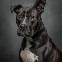 Enlarge Chase, a Adoptable mixed breed in Cullman, AL image 3/5