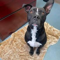 Enlarge Chase, a Adoptable mixed breed in Cullman, AL image 4/5