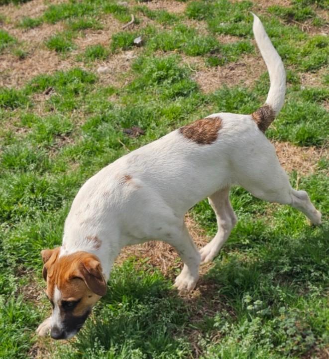 Enlarge Rex, a ADOPTABLE mixed breed in Enfield , CT image 4/4