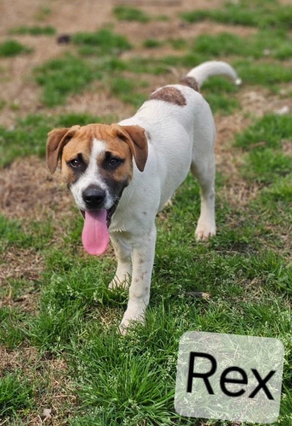 Enlarge Rex, a ADOPTABLE mixed breed in Enfield , CT image 2/4