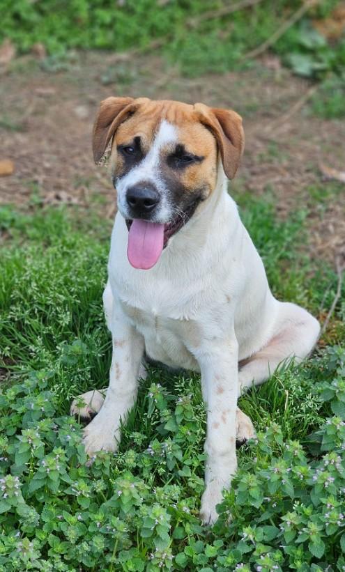 Enlarge Rex, a ADOPTABLE mixed breed in Enfield , CT image 3/4