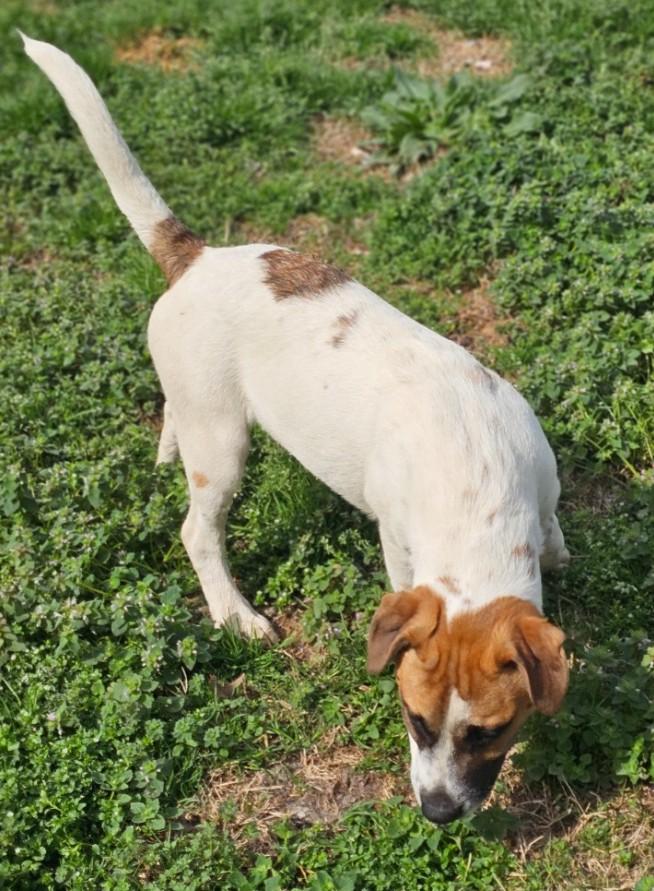 Rex, ADOPTABLE, Young Male Hound & American Staffordshire Terrier.