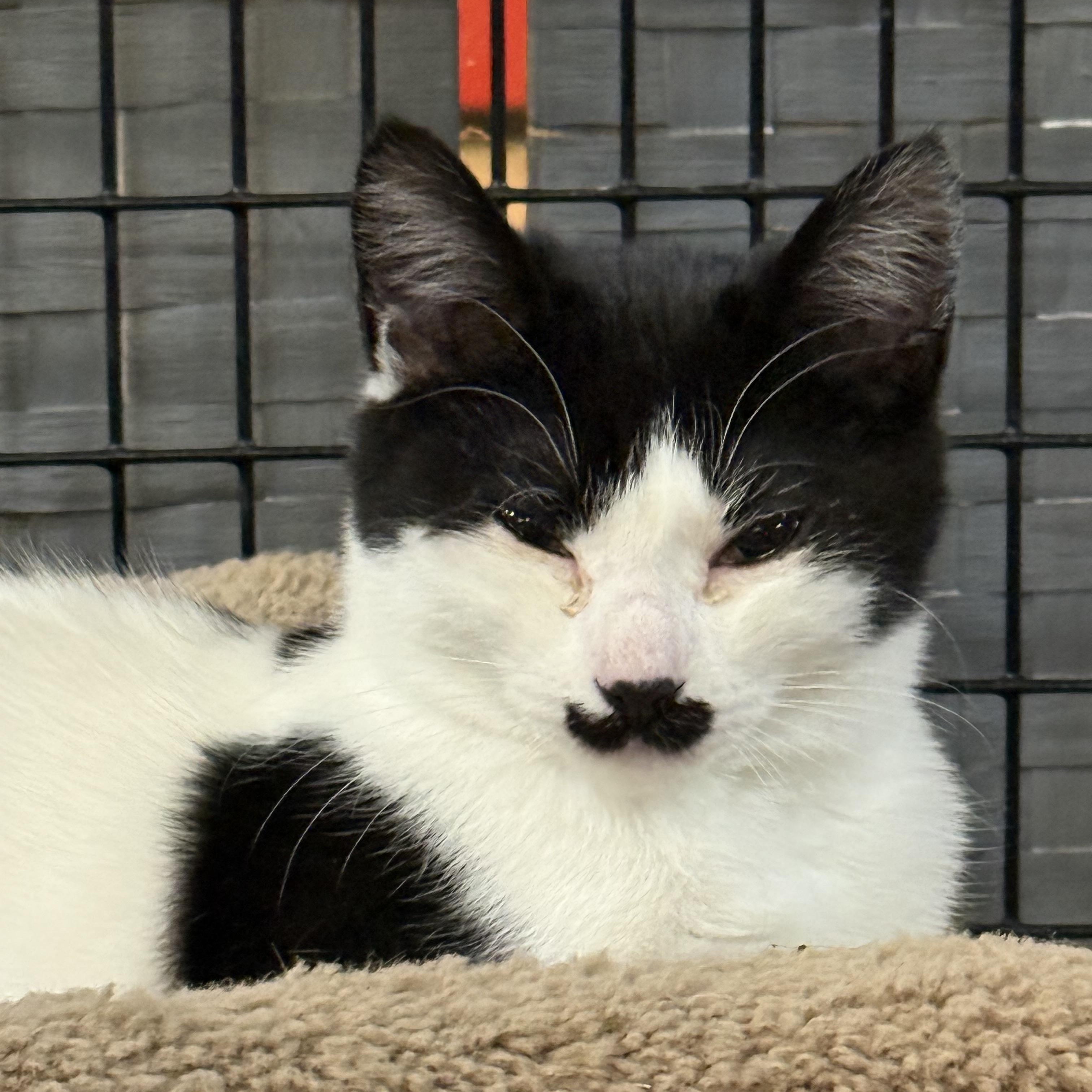 Smudge, a ADOPTABLE Domestic Short Hair in Plymouth, MA image 1/3