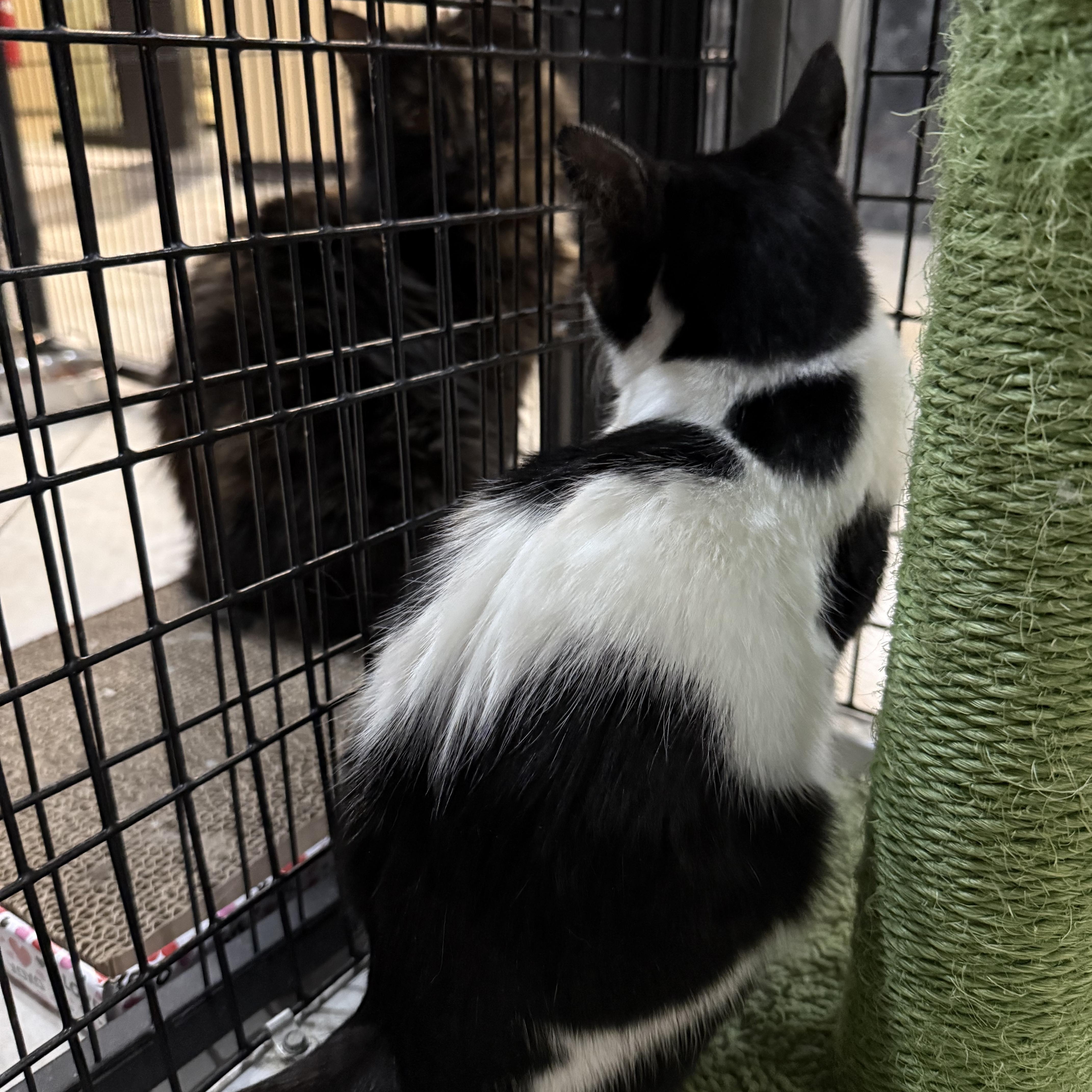 Enlarge Smudge, a ADOPTABLE Domestic Short Hair in Plymouth, MA image 4/4