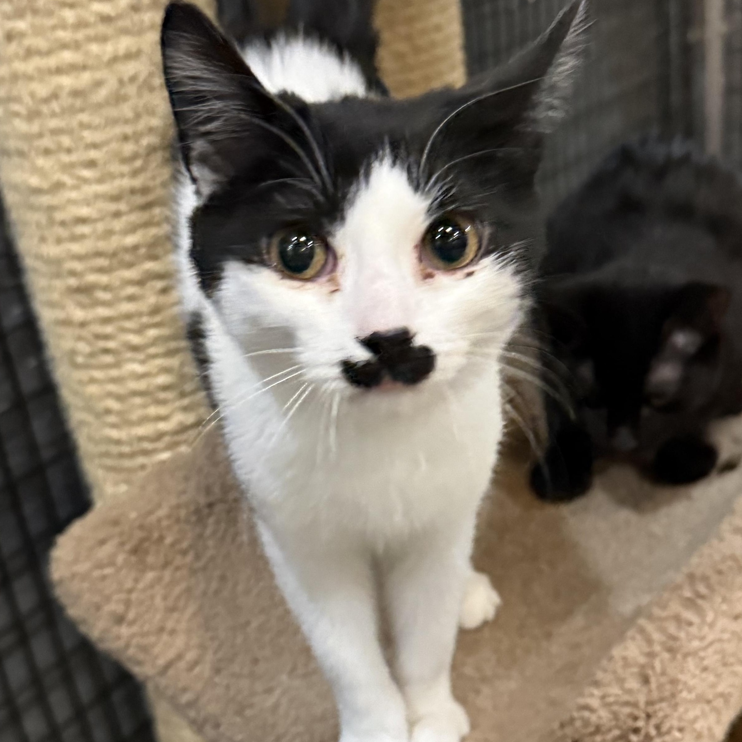 Enlarge Smudge, a ADOPTABLE Domestic Short Hair in Plymouth, MA image 3/4