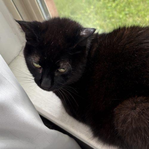 Skinny Kitty, a Adoptable Domestic Short Hair in Seven Valleys, PA image 1/2