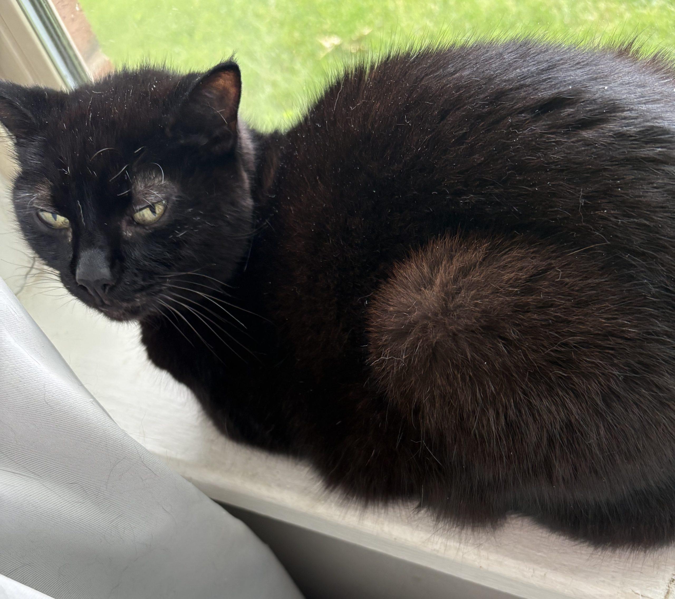 Skinny Kitty, a Adoptable Domestic Short Hair in Seven Valleys, PA image 2/2