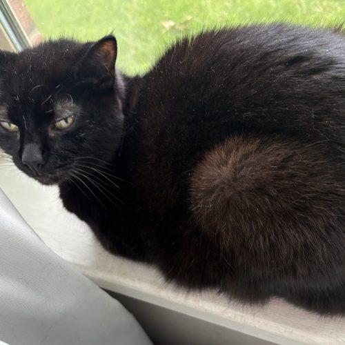 Enlarge Skinny Kitty, a Adoptable Domestic Short Hair in Seven Valleys, PA image 2/2