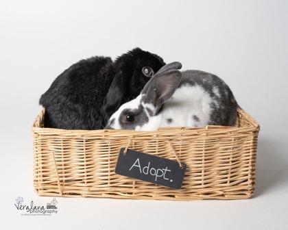Fella (& Betsy), Adoptable, Adult Male Bunny Rabbit.