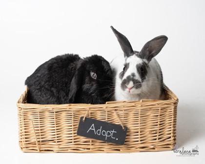 Fella (& Betsy), a Adoptable mixed breed in Fairfax, VA image 2/3