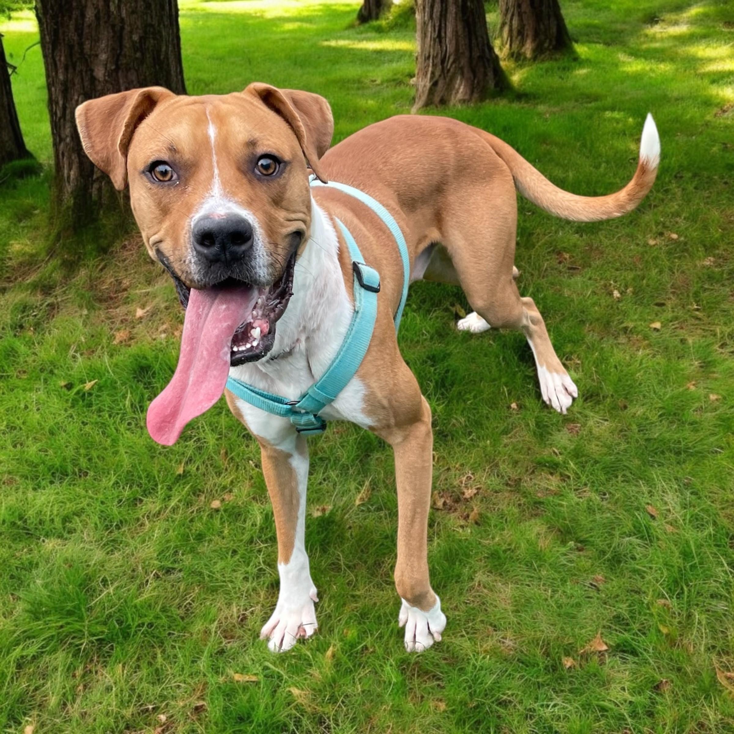 T-Bone, a Adoptable mixed breed in Williston, VT image 2/3