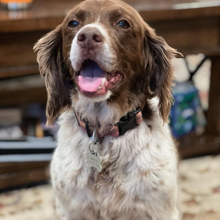 Enlarge Marlie - 20038699 - CO, a Adopted Brittany Spaniel in Lincoln, NE image 1/1