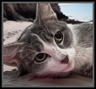 Enlarge MOLLY, a Adoptable Domestic Short Hair in Peoria, IL image 1/1