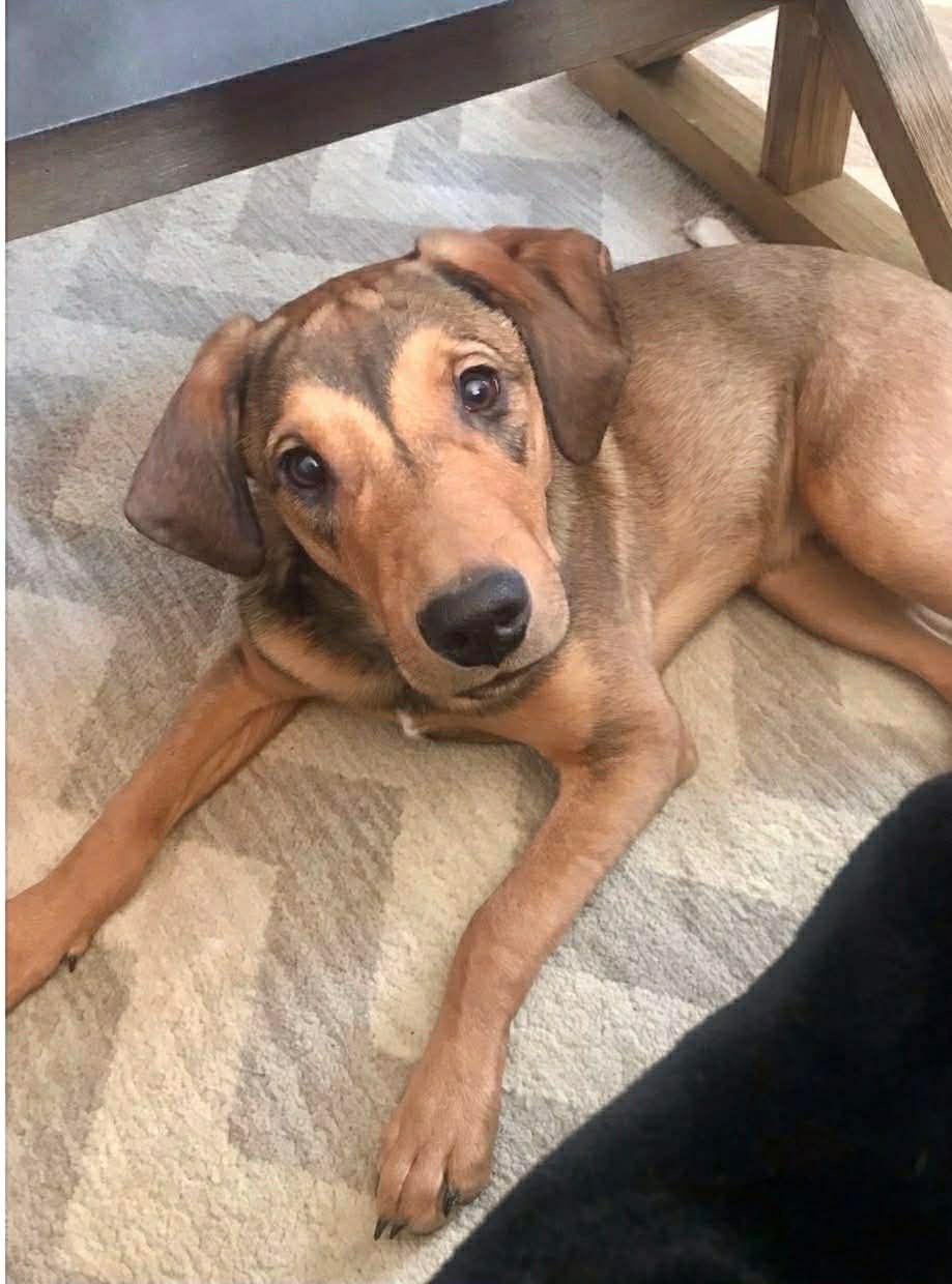 Archie, ADOPTABLE, Adult Male Mixed Breed.